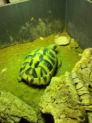 Gallery view 1 of Hermann Tortoise