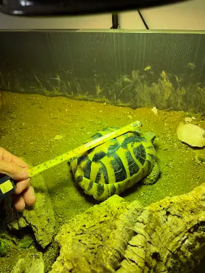Gallery view 2 of Hermann Tortoise
