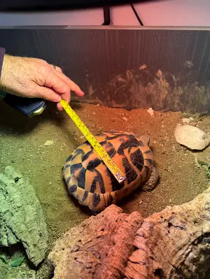 Gallery view 3 of Hermann Tortoise