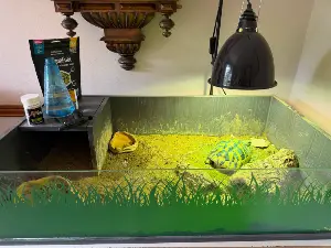 Gallery view 4 of Hermann Tortoise