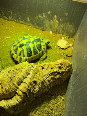 Hermann Tortoise