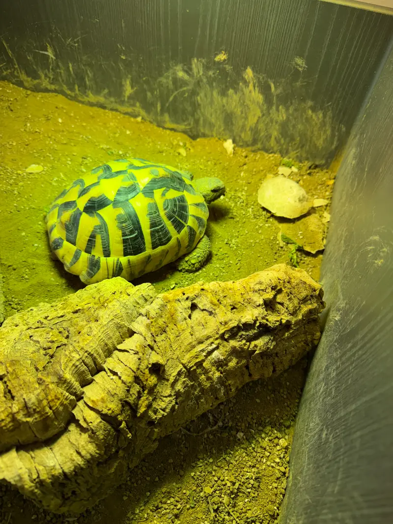 Hermann Tortoise - Hermann