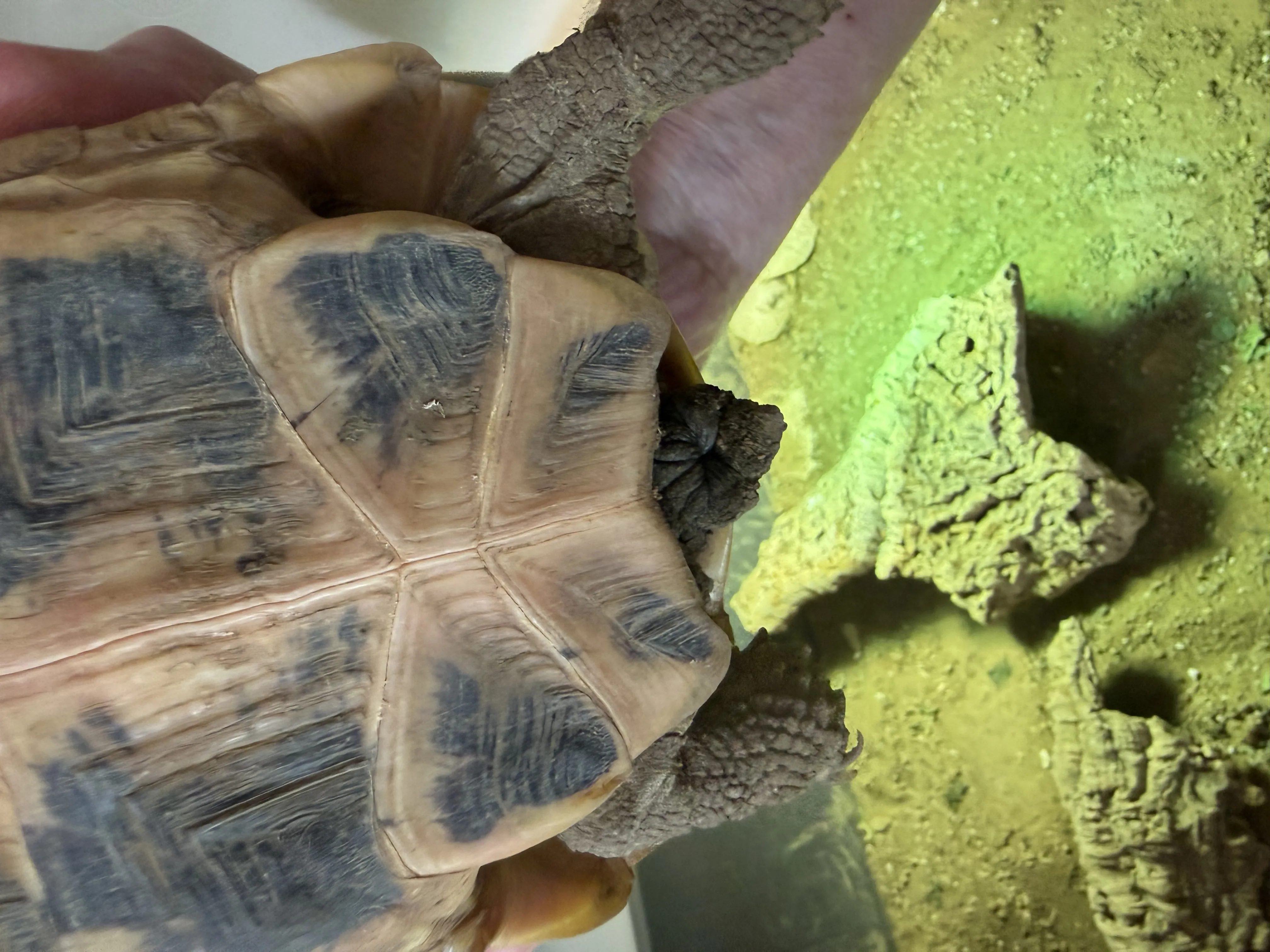 Gallery view 5 of Hermann Tortoise