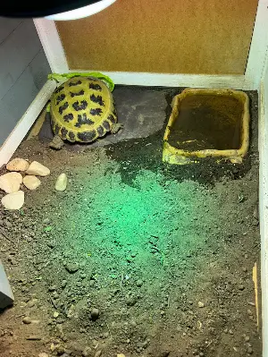 Gallery view 1 of 6 year old Tortoise with full setup including UVA/UVB lamp and enclosure 