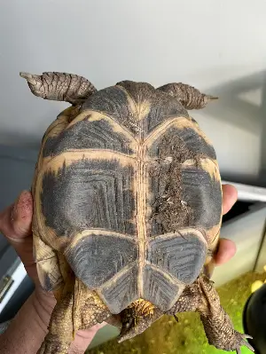 Gallery view 3 of 6 year old Tortoise with full setup including UVA/UVB lamp and enclosure 