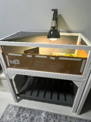 Gallery view 4 of 6 year old Tortoise with full setup including UVA/UVB lamp and enclosure 