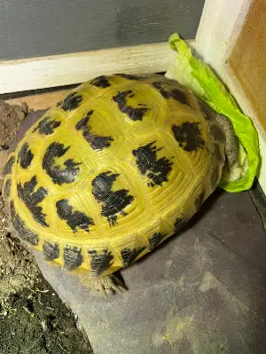 6 year old Tortoise with full setup including UVA/UVB lamp and enclosure 