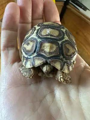 Gallery view 1 of Leopard Tortoise