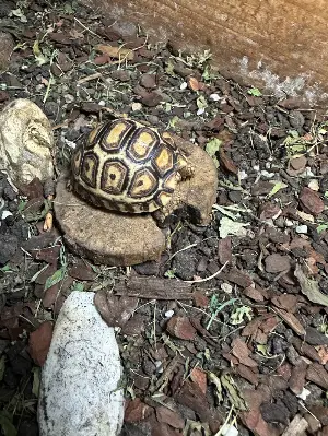 Gallery view 2 of Leopard Tortoise