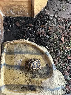 Leopard Tortoise