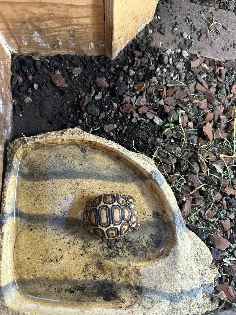 Leopard Tortoise - Leopard