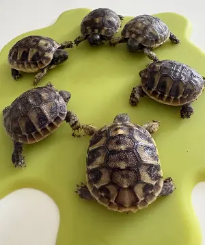 Hermann Tortoise Hatchlings-Home Bred-July 2026-Ready Now -5 Available