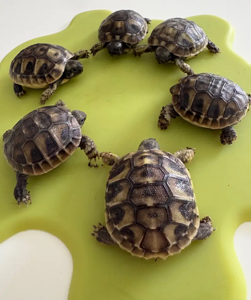 Hermann Tortoise Hatchlings-Home Bred-July 2026-Ready Now -5 Available - Hermann's Tortoise