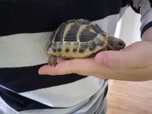 Gallery view 1 of Hermann Tortoise & House
