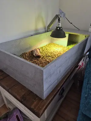 Gallery view 2 of Hermann Tortoise & House