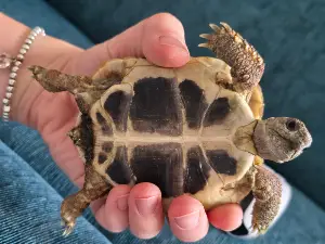 Gallery view 4 of Hermann Tortoise & House