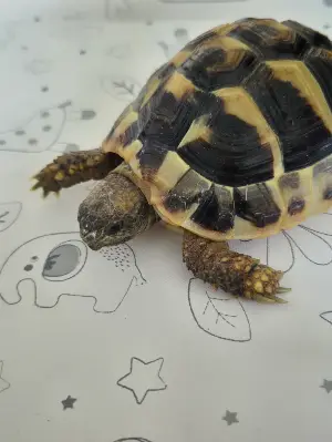 Hermann Tortoise & House
