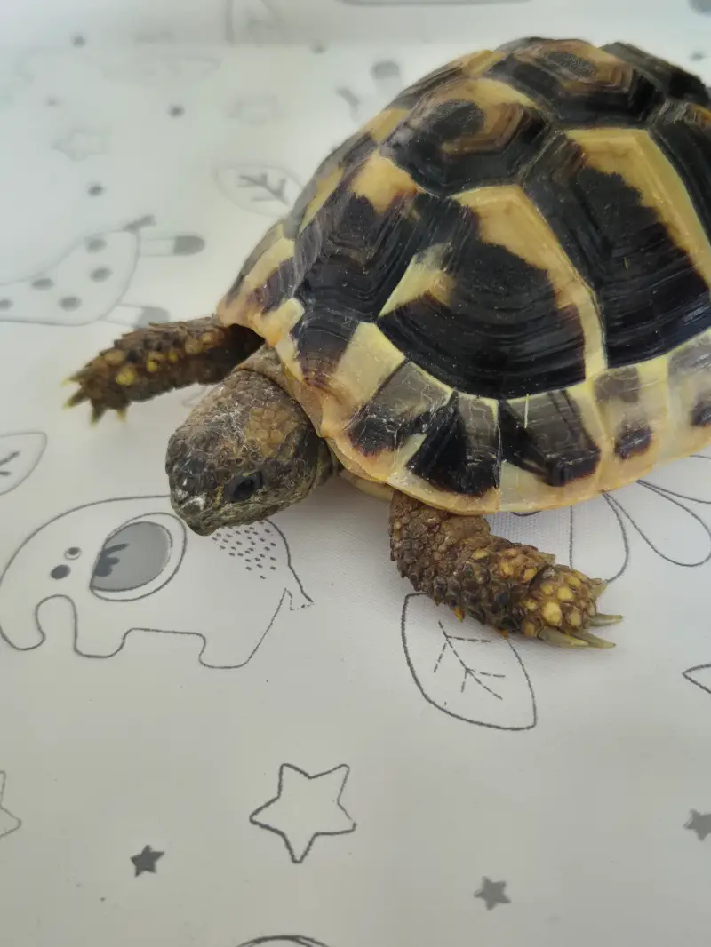 Hermann Tortoise & House